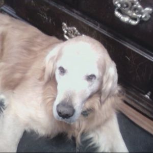 Meet your Posher, Bonnie